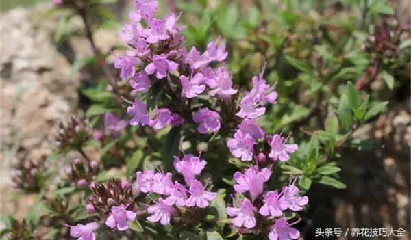 既能观赏又能药用的花草,能保健治病的植物有哪些