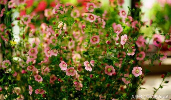 既能观赏又能药用的花草,能保健治病的植物有哪些