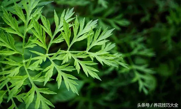 既能观赏又能药用的花草,能保健治病的植物有哪些