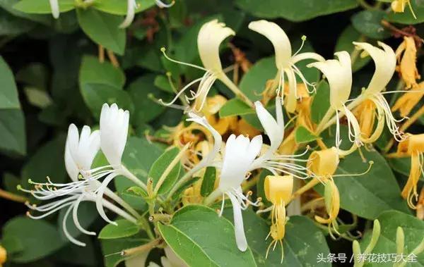 既能观赏又能药用的花草,能保健治病的植物有哪些