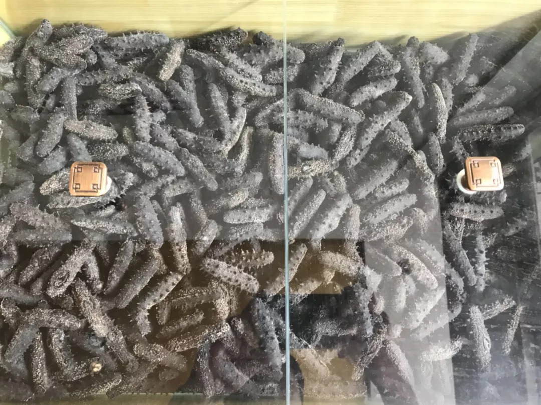 滨州专卖海参店,滨州海参