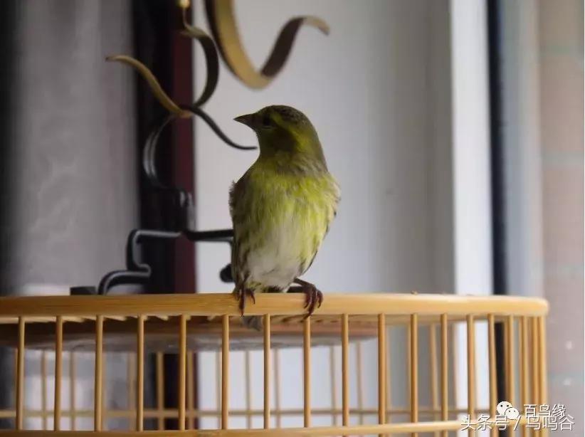 新手养鸟注意事项大全图片,新手养鸟要注意什么