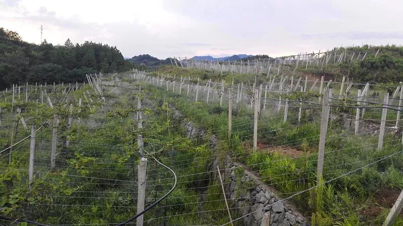 拆违治乱工作,扫黑除恶整治村干部问题