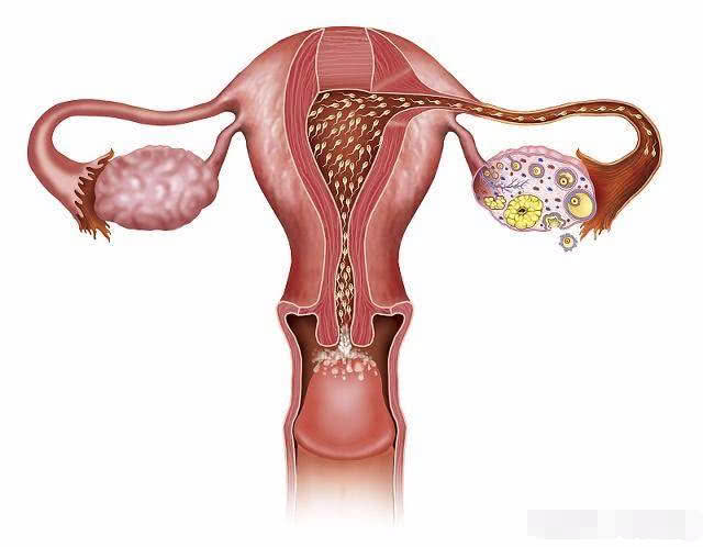 小蝌蚪进入肚子后多久进入输卵管,小蝌蚪进入母体会存活多久