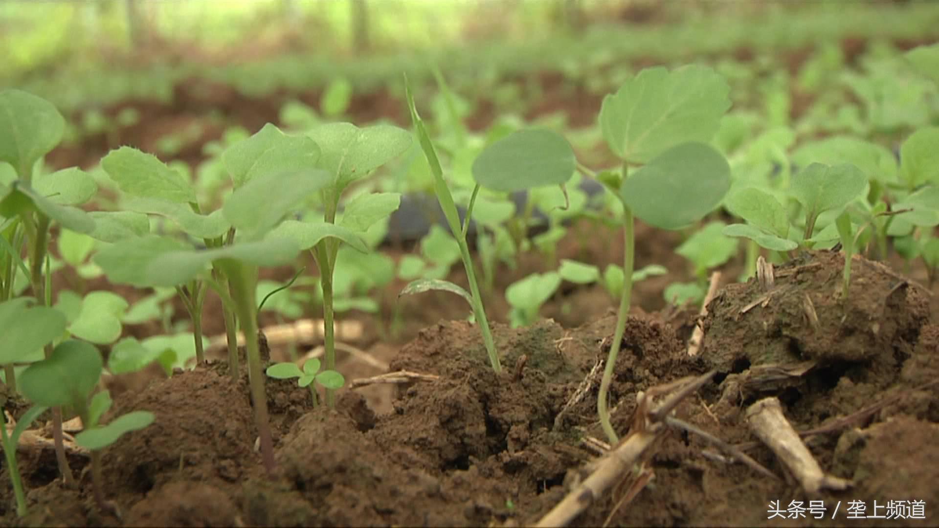 蔬菜地除草方法,种菜苗生长蚜虫怎么办