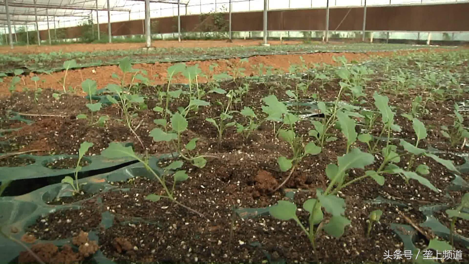 蔬菜地除草方法,种菜苗生长蚜虫怎么办