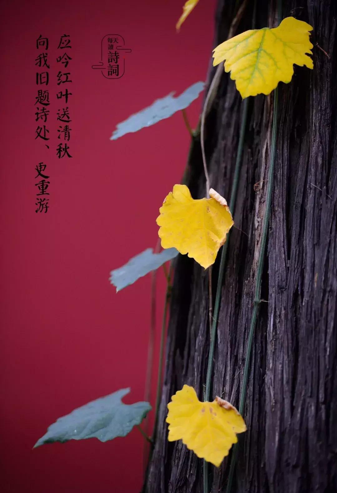 清秋唯美诗词,人间最美是清秋诗词