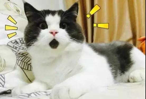 虹鳟鱼冒充的三文鱼？你别吃错啦！