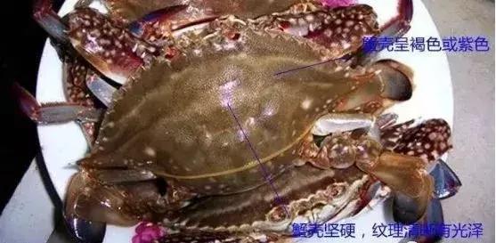 开海了!抖音上的小姐姐,来烟台吧!海鲜管够……