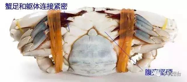 开海了!抖音上的小姐姐,来烟台吧!海鲜管够……