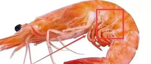 开海了!抖音上的小姐姐,来烟台吧!海鲜管够……