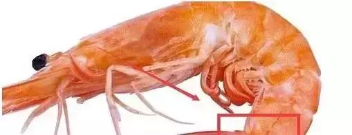 开海了!抖音上的小姐姐,来烟台吧!海鲜管够……