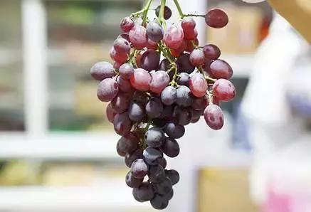 开海了!抖音上的小姐姐,来烟台吧!海鲜管够……