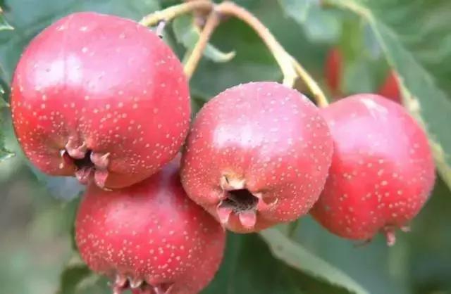 开海了!抖音上的小姐姐,来烟台吧!海鲜管够……