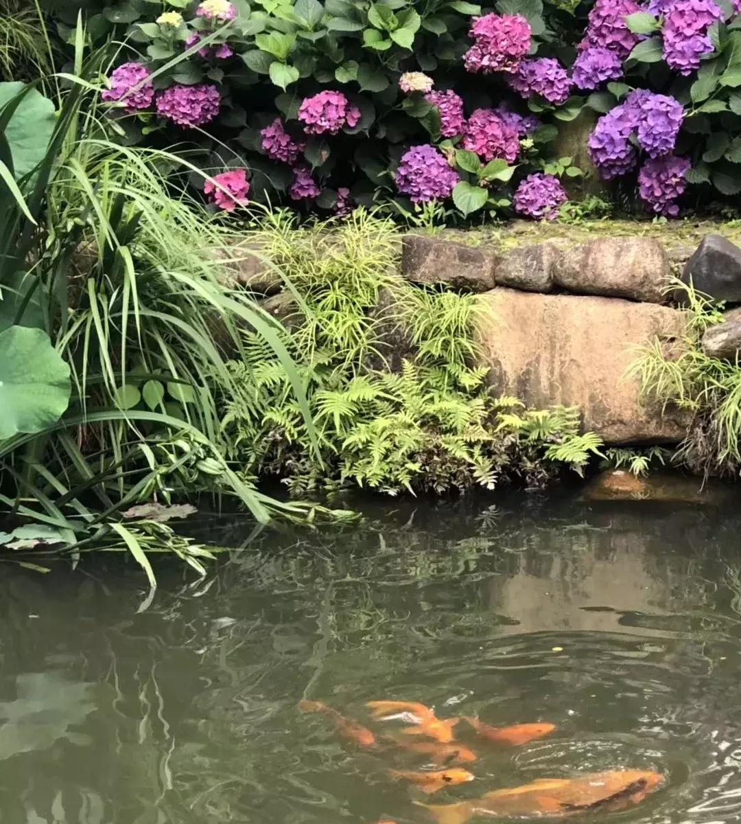 霜叶红于二月花意思,霜叶红于二月花小说