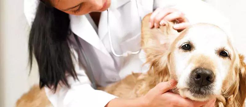 狗狗体检必检项目,狗狗体检都需要查哪几项