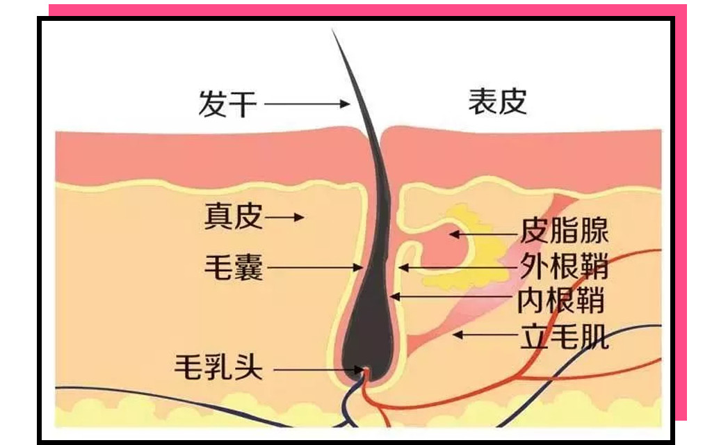 蜜蜡脱毛能不能先涂一层脱毛膏,脱毛膏刮毛刀镊子拔毛