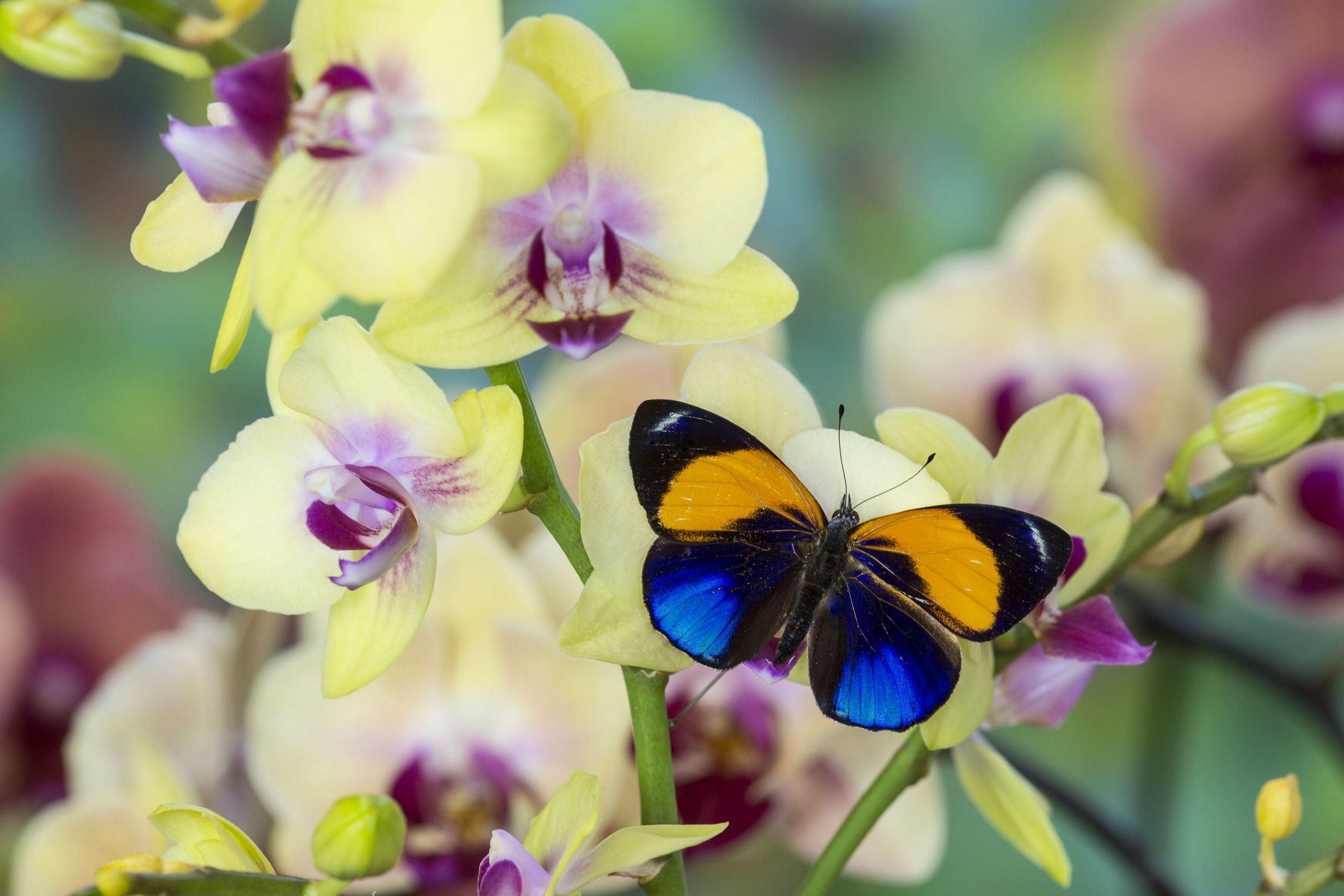 幼儿园手指操100首幼师必备拍手操,幼儿园必学十首手指操1-3岁