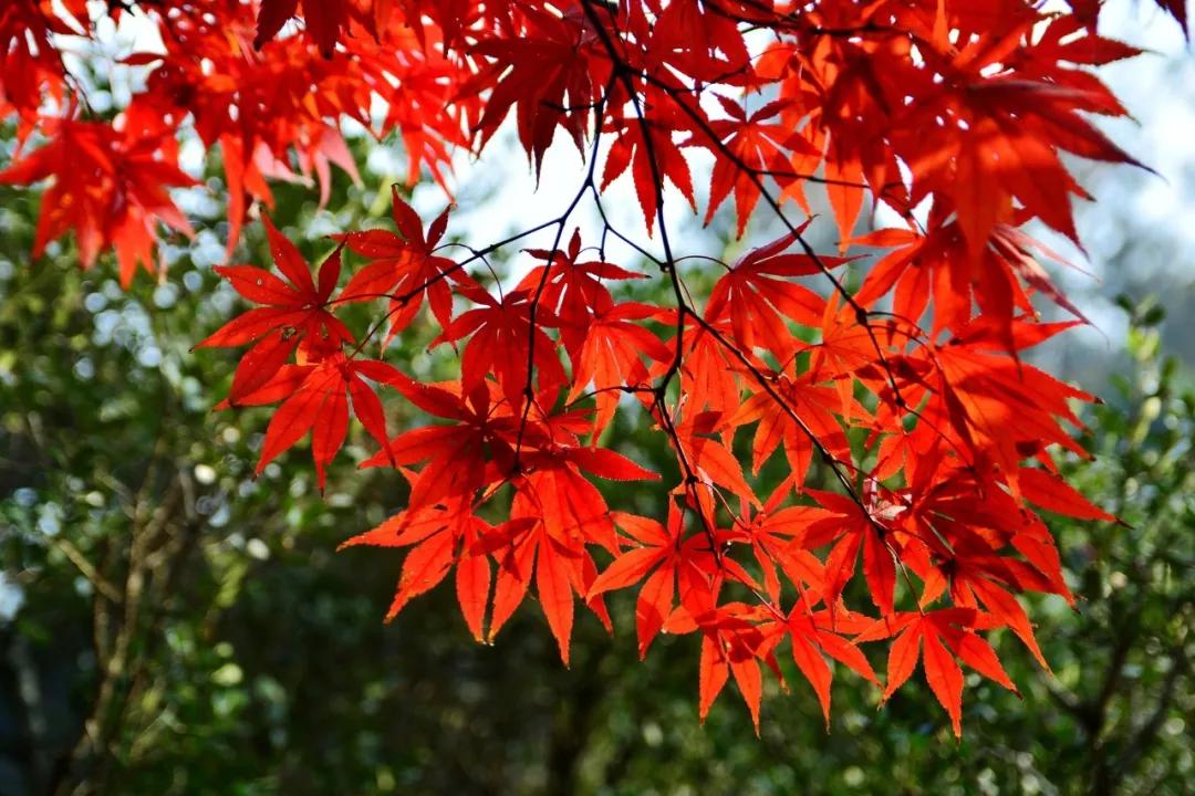 春华秋实描写秋天的成语,关于春夏秋冬的十个成语