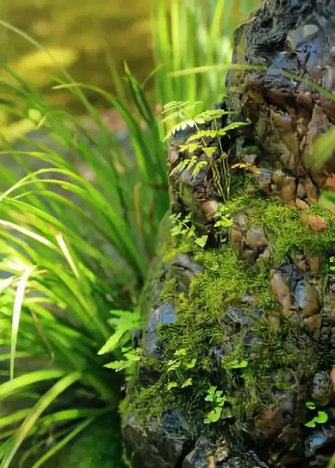 如何制作室内山水景观,如何打造一个日式枯山水庭院