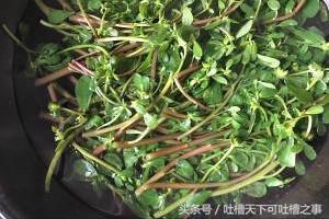 马齿苋凉拌菜方法,凉拌马齿苋怎么做才好吃呢