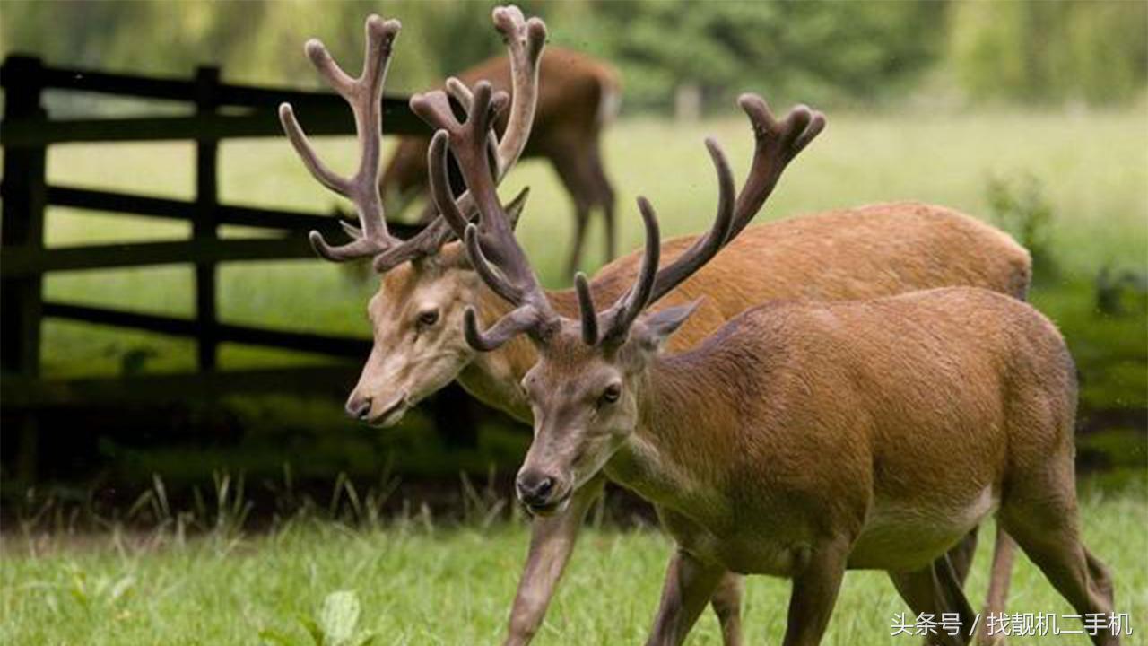 为什么养羊而没人养鹿,为什么不大量养殖鹿呢
