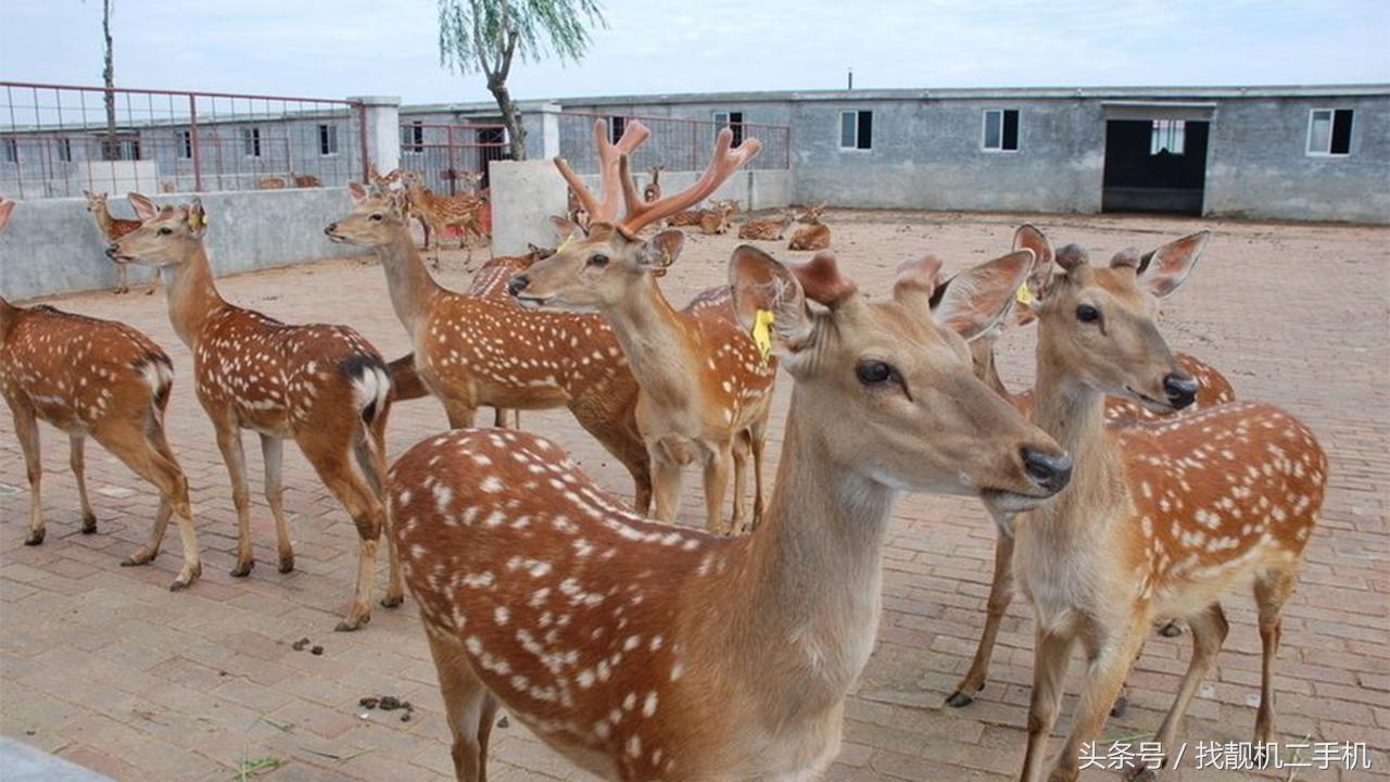 为什么养羊而没人养鹿,为什么不大量养殖鹿呢