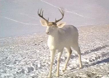 为什么养羊而没人养鹿,为什么不大量养殖鹿呢