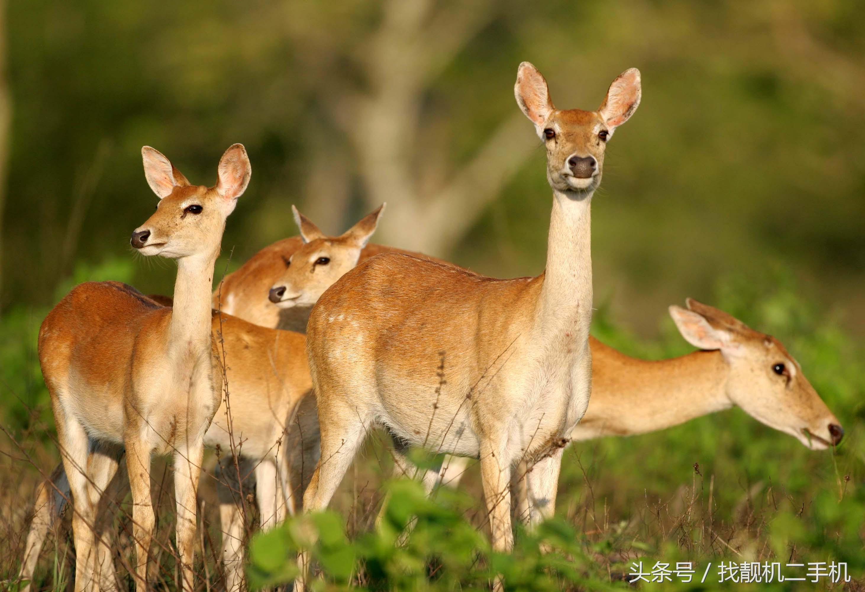 为什么养羊而没人养鹿,为什么不大量养殖鹿呢