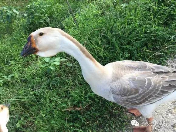 鹅苗管理方法和技术,鹅苗不好养活