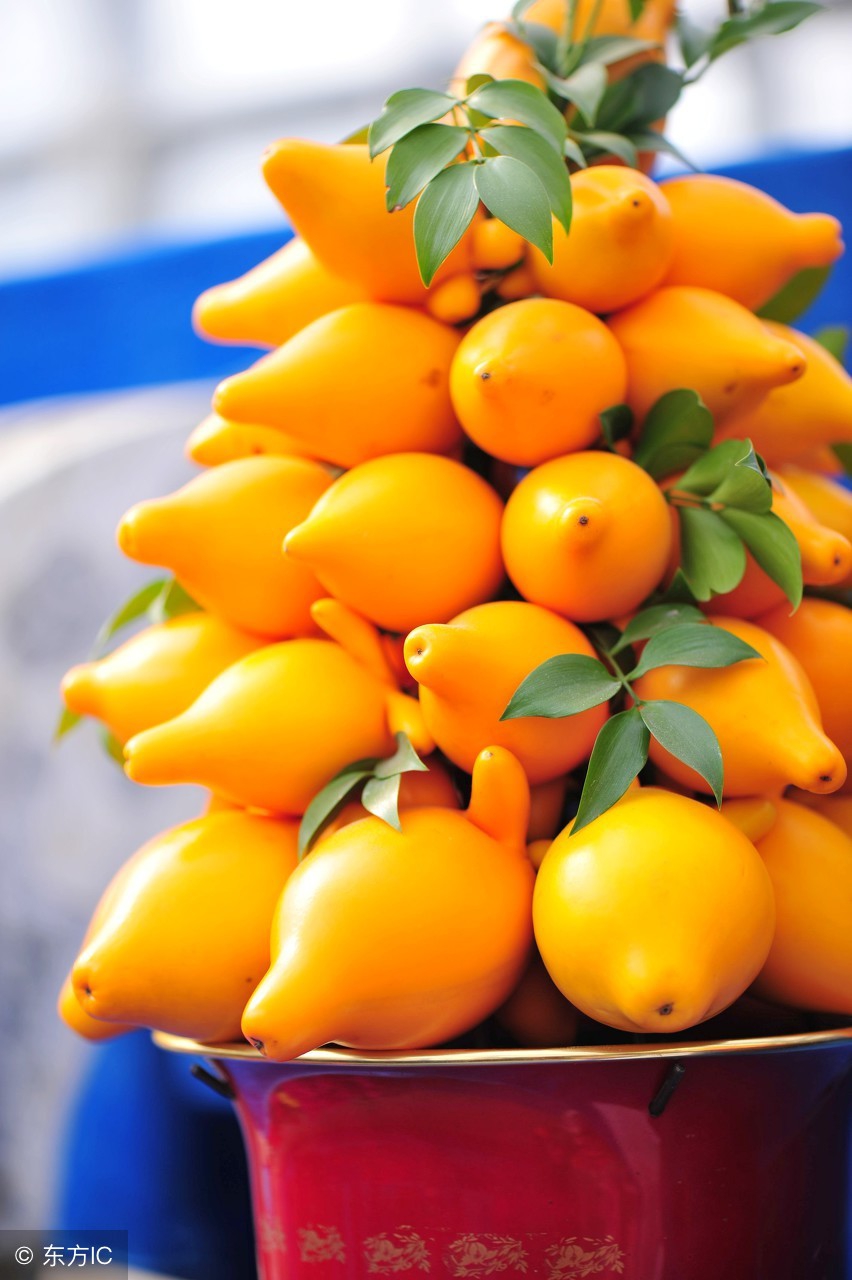 这植物果子有毒不能食用，却能治疗脚气和足癣！寓意财运高照！