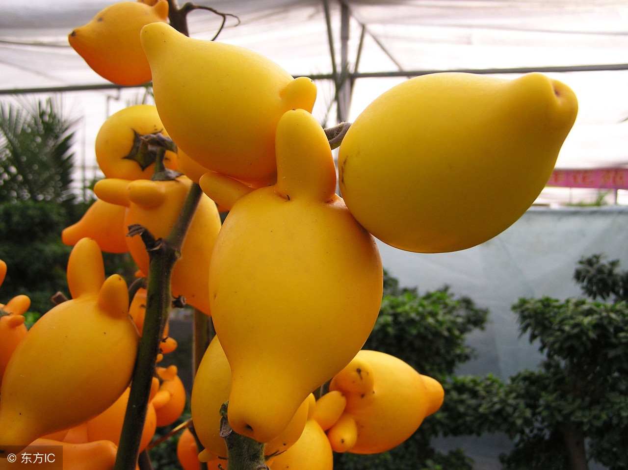 这植物果子有毒不能食用，却能治疗脚气和足癣！寓意财运高照！