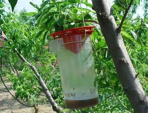 果树醋加洗衣粉杀虫,果树杀虫白醋白酒