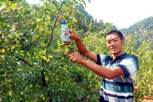 果树醋加洗衣粉杀虫,果树杀虫白醋白酒