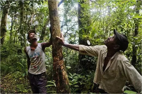 买什么木头的床最好？教你分清真假实木床！