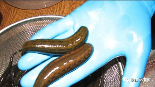 柬埔寨水蛭,柬埔寨食人水蛭有多大