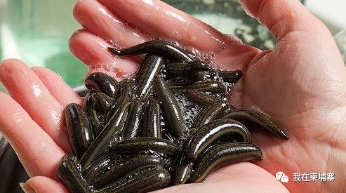 柬埔寨水蛭,柬埔寨食人水蛭有多大