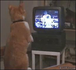 猫能看懂动画片吗,猫能看懂电视里的动物吗