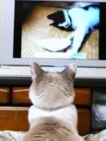 猫能看懂动画片吗,猫能看懂电视里的动物吗