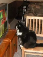 猫能看懂动画片吗,猫能看懂电视里的动物吗