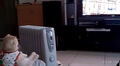 猫能看懂动画片吗,猫能看懂电视里的动物吗