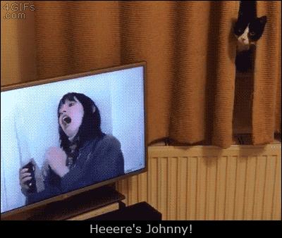 猫能看懂动画片吗,猫能看懂电视里的动物吗