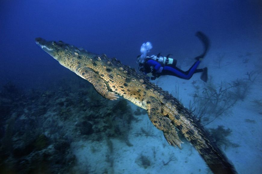 把鳄鱼放进海里,把鳄鱼放进鲨鱼缸里