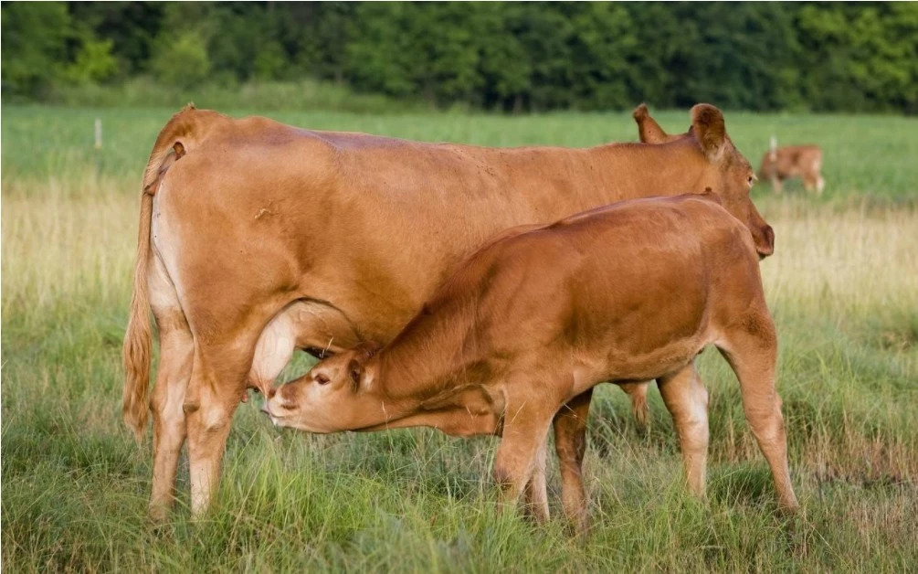 养牛的7个养母牛技术绝招,母牛繁育养殖技术