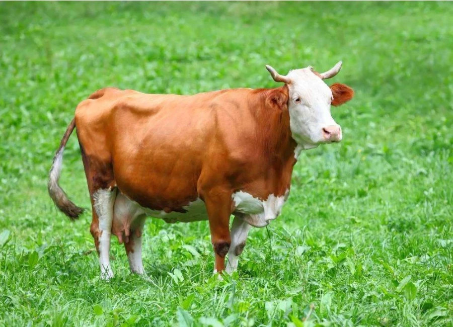 养牛的7个养母牛技术绝招,母牛繁育养殖技术