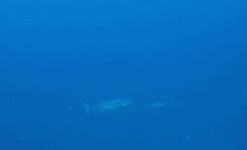 潜水安全防护知识,潜水安全知识