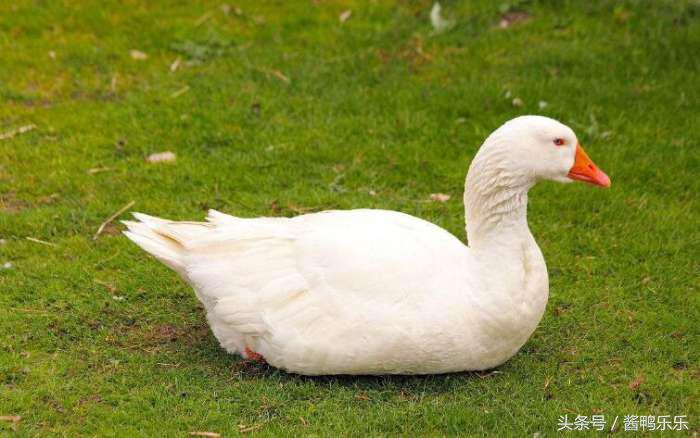 在农村创业养鹅前景怎样,养殖鸡鸭鹅投资多少钱