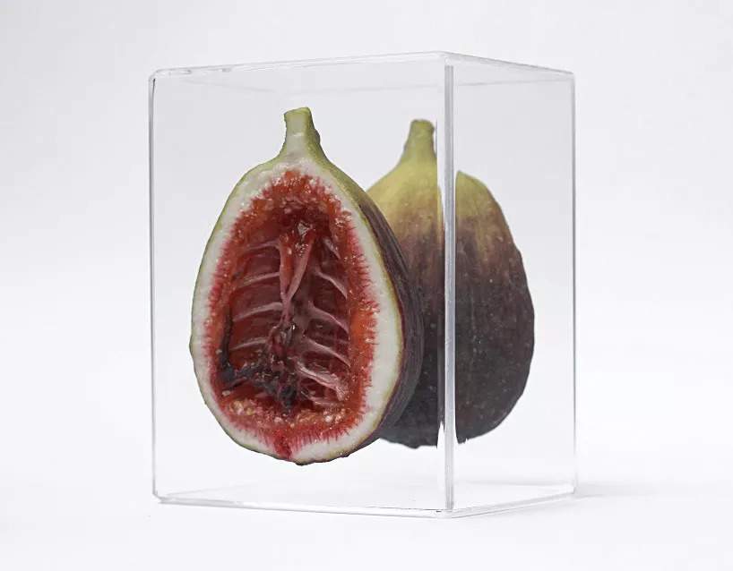 艺术家笔下的蔬菜,艺术家眼中的树