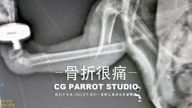 鹦鹉翅膀骨折怎么处理视频,鹦鹉骨折的治疗方法有哪些