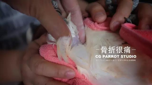 鹦鹉翅膀骨折怎么处理视频,鹦鹉骨折的治疗方法有哪些